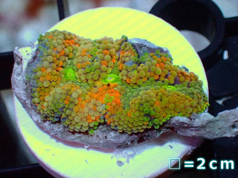 画像1: 【サンゴ】カリビアンバブルディスク(Multi Color)（個体販売）No.33（生体）（サンゴ） (1)