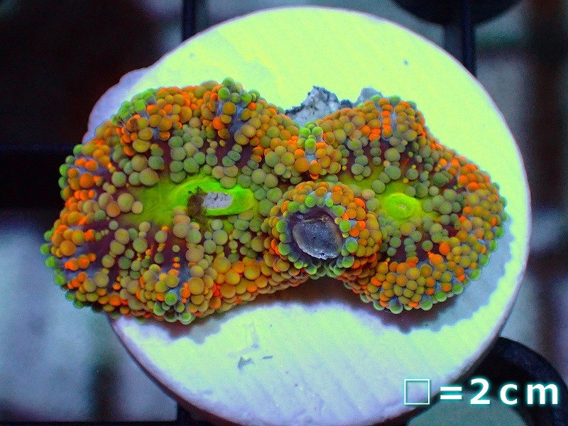 画像1: 【サンゴ】カリビアンバブルディスク(Multi Color)（個体販売）No.37（生体）（サンゴ） (1)