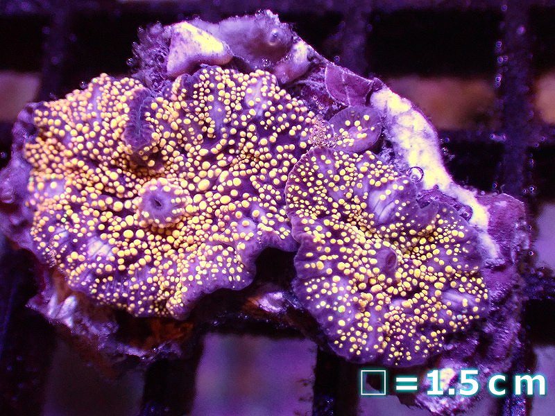 【サンゴ】ディスクコーラルsp.（UCA Interstellar morph)【オーストラリア産】（個体販売）No.7（生体）（サンゴ）