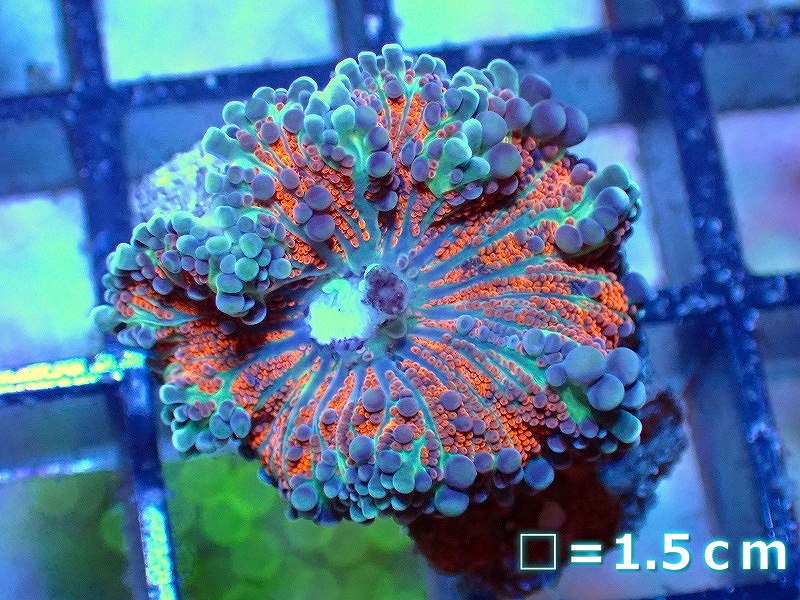 サンゴ】バブルディスクコーラルsp. （Special Color)（個体販売）No.12（生体）（サンゴ） - ペットバルーン ネットショップ