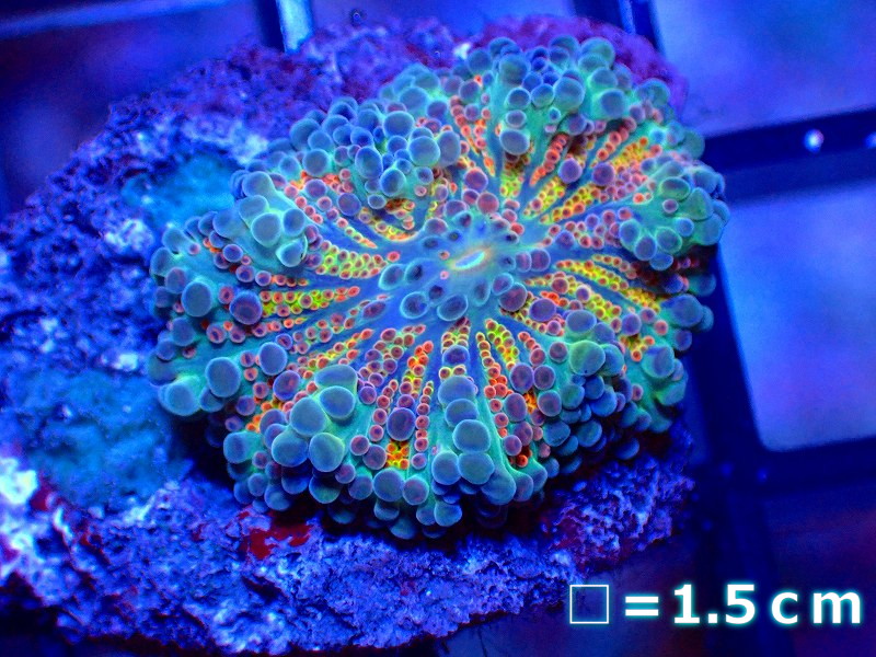 サンゴ】バブルディスクコーラルsp. （Special Color)（個体販売）No.16（生体）（サンゴ） - ペットバルーン ネットショップ