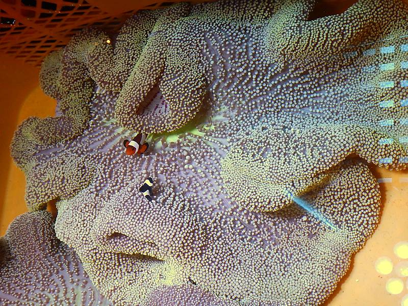 イソギンチャク アラビアハタゴイソギンチャク カラー Xxlサイズ 個体販売 30 40ｃｍ前後 No 1 生体 海水魚 サンゴ ペットバルーン ネットショップ