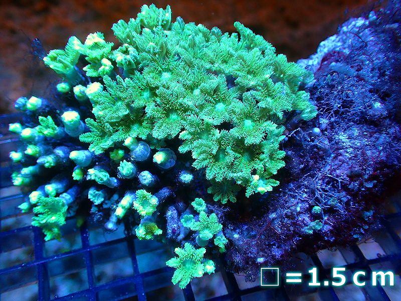 国内即発送 サンゴ 沖縄産 ツツウミヅタ スノーポリプ １個