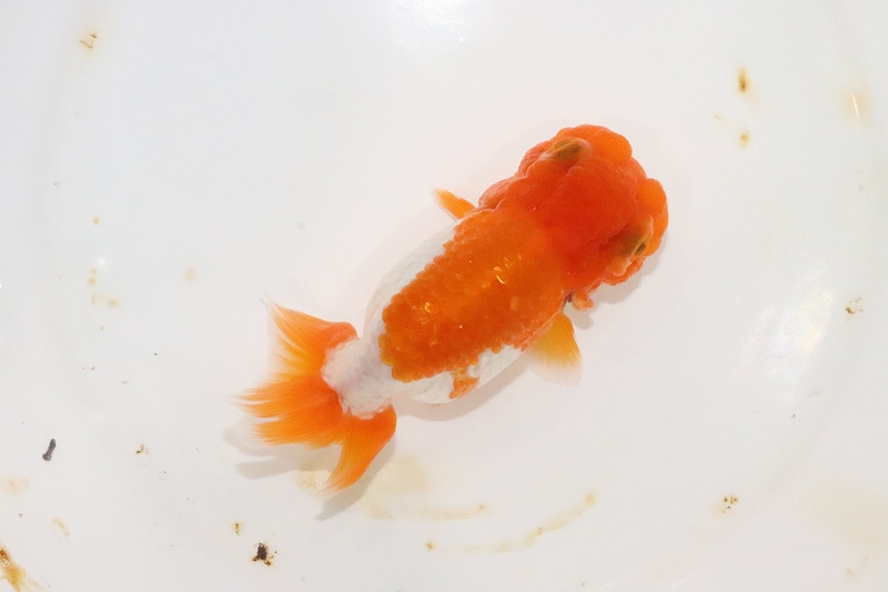 らんちゅう】上物更紗 No1 宇野直系京都筋 らんちゅう 明三歳【個体 