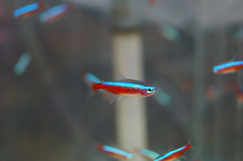 ファッションデザイナー 淡水魚 グリーンネオンテトラ 生体 50匹 観賞魚生体