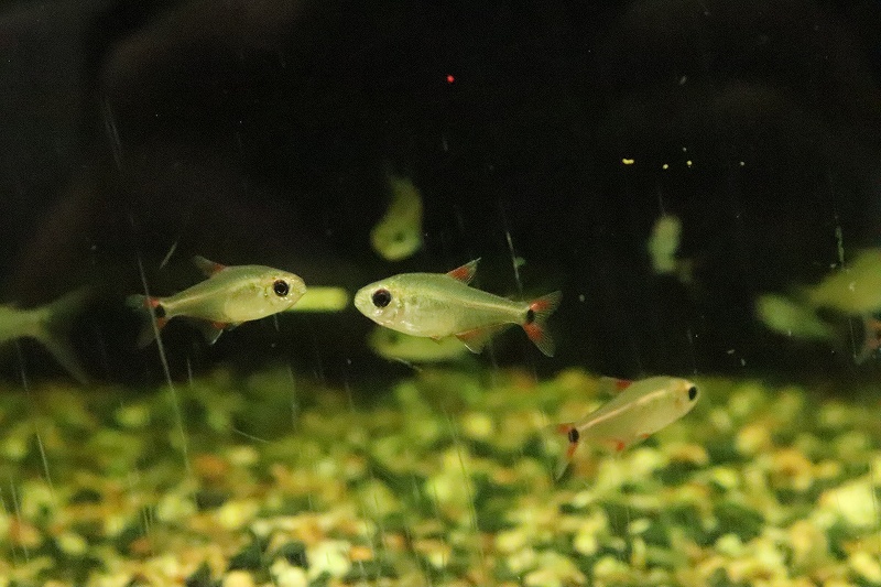 板橋区立淡水魚水族館