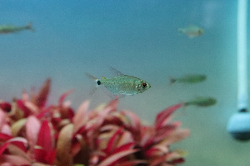 淡水魚 レア種 リアル サンセットキティテトラ ワイルド 1匹 サンプル画像 珍カラ 生体 熱帯魚 ｎｋck ペットバルーン ネットショップ