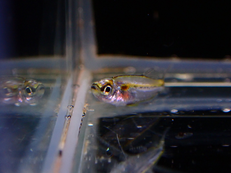 ホワイトスカートテトラの魚種プロフィール