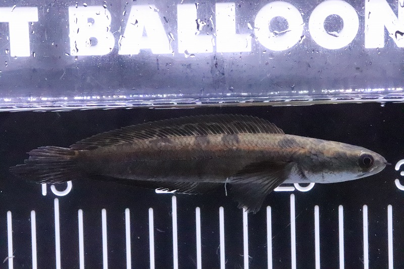 淡水魚 大きいサイズ リアル レッドマルリオイデス サンピット産 ワイルド １匹 サンプル画像 15 ｃｍ 生体 淡水 ｎｋｏ ペットバルーン ネットショップ