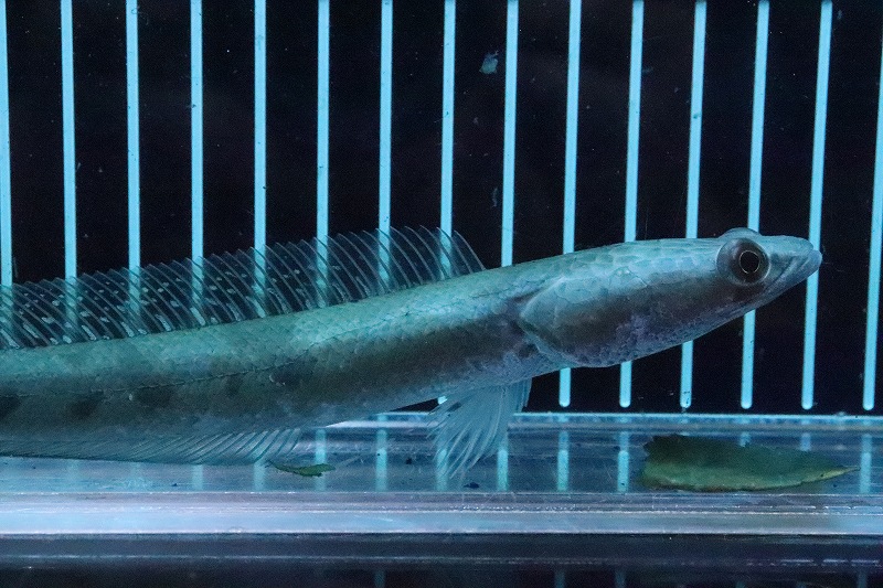 淡水魚】大特価 アウロリネアータ【1匹 サンプル画像】(±16-18cm)(大型魚)(生体)(熱帯魚)NKO - ペットバルーン ネットショップ