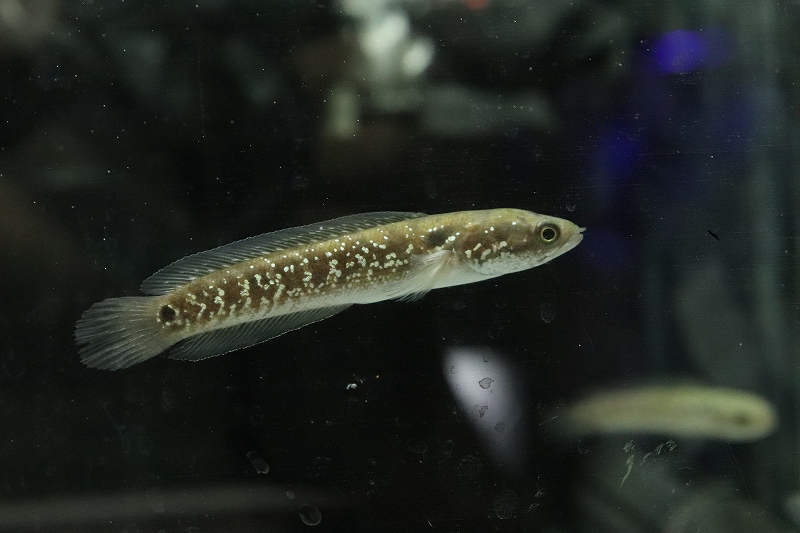 新製品情報も満載 (熱帯魚)コウタイ（七星魚） （約１０cm）1匹