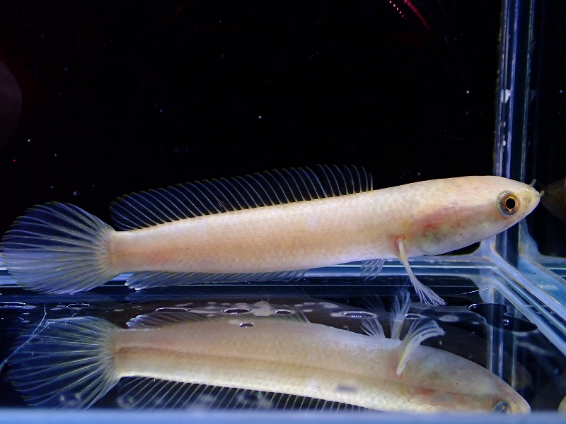 淡水魚】プラチナ ドワーフスネークヘッド【1匹 サンプル画像】(±7cm ...