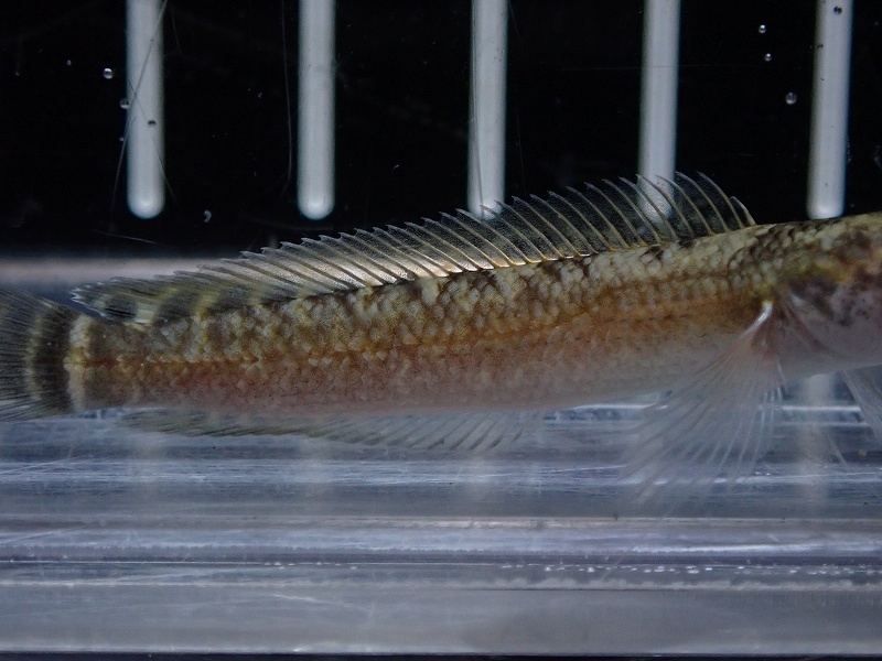 淡水魚】【通販】大特価 チャンナ シアノスピロス【1匹 サンプル