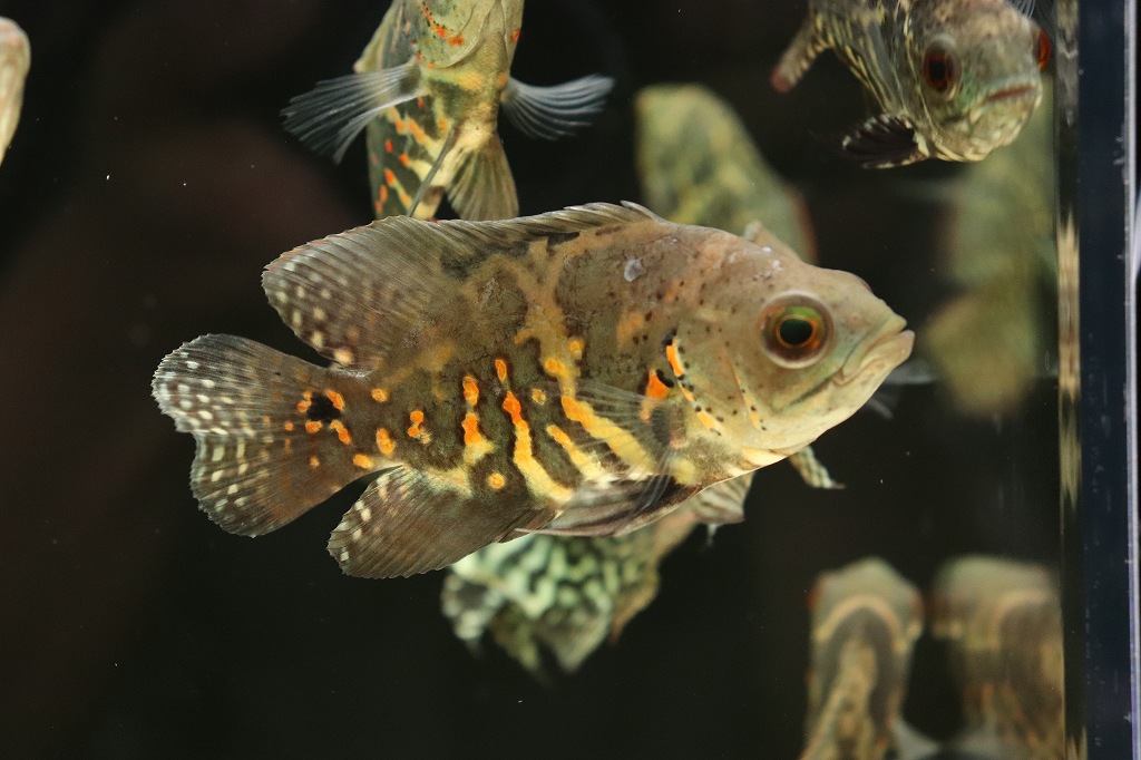 淡水魚 激レア 極上個体群 ワイルドオスカー サンタクルーズ産 ワイルド 1匹 サンプル画像販売 9 11cm 生体 熱帯魚 Nkｏ ペットバルーン ネットショップ