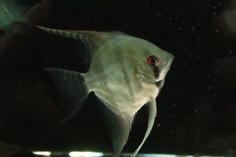 淡水魚 大特価 大きめ エンゼルフィッシュ 1匹 サンプル画像 8 9ｃｍ エンゼルフィッシュ 生体 熱帯魚 Nk ペットバルーン ネットショップ