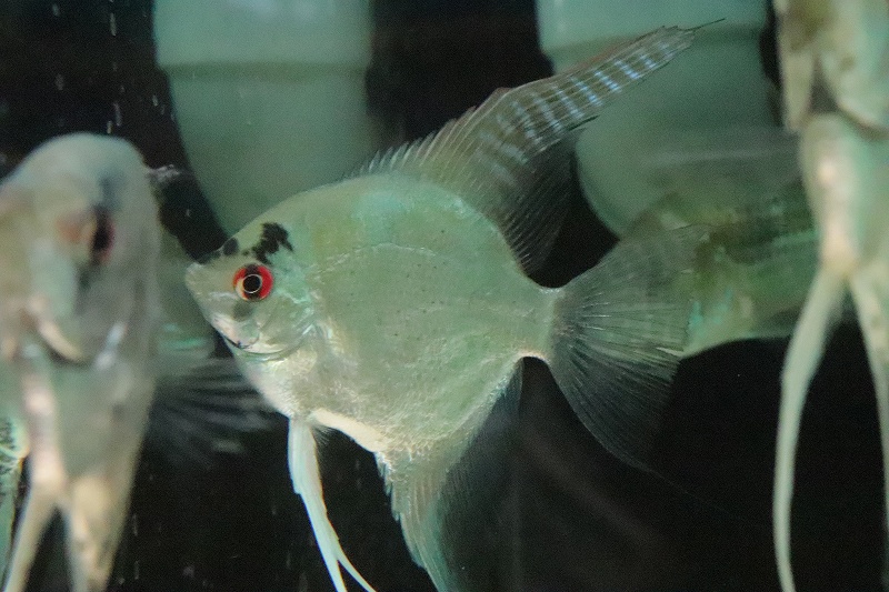淡水魚 大特価 大きめ エンゼルフィッシュ 1匹 サンプル画像 8 9ｃｍ エンゼルフィッシュ 生体 熱帯魚 Nk ペットバルーン ネットショップ