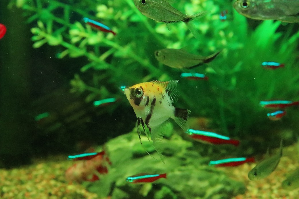 淡水魚】【通販】ギニアンズコイエンゼルフィッシュ【1匹