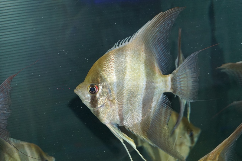 淡水魚 ワイルドアルタムエンゼル３年以上飼いこみ個体 店内展示魚入れ替えのため超特価 １匹 サンプル画像 12 13cm 生体 熱帯魚 Nk ペットバルーン ネットショップ