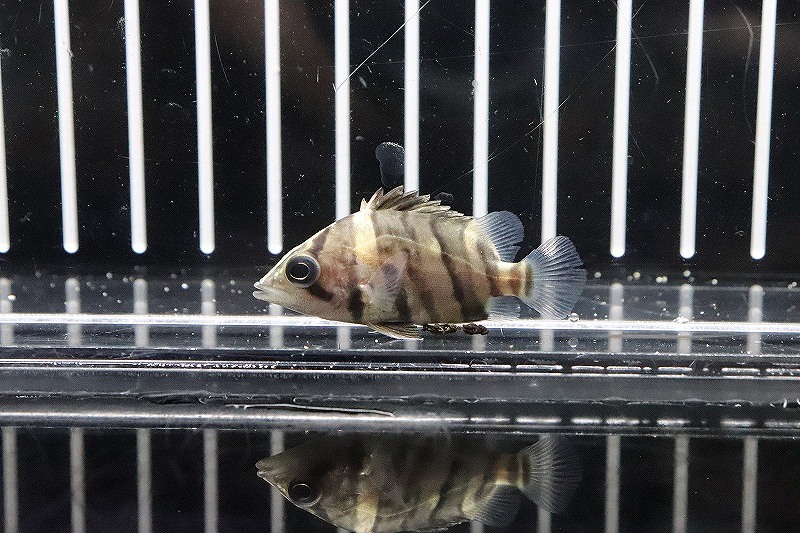 淡水魚】特価 ダトニオプラスワン ボルネオ産 ワイルド【1匹
