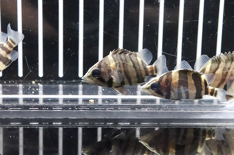 淡水魚】特価 ダトニオプラスワン ボルネオ産 ワイルド【1匹