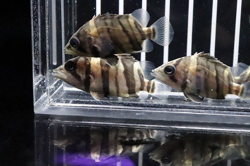 淡水魚】【通販】大特価 メニーバータイガーダトニオ ワイルド