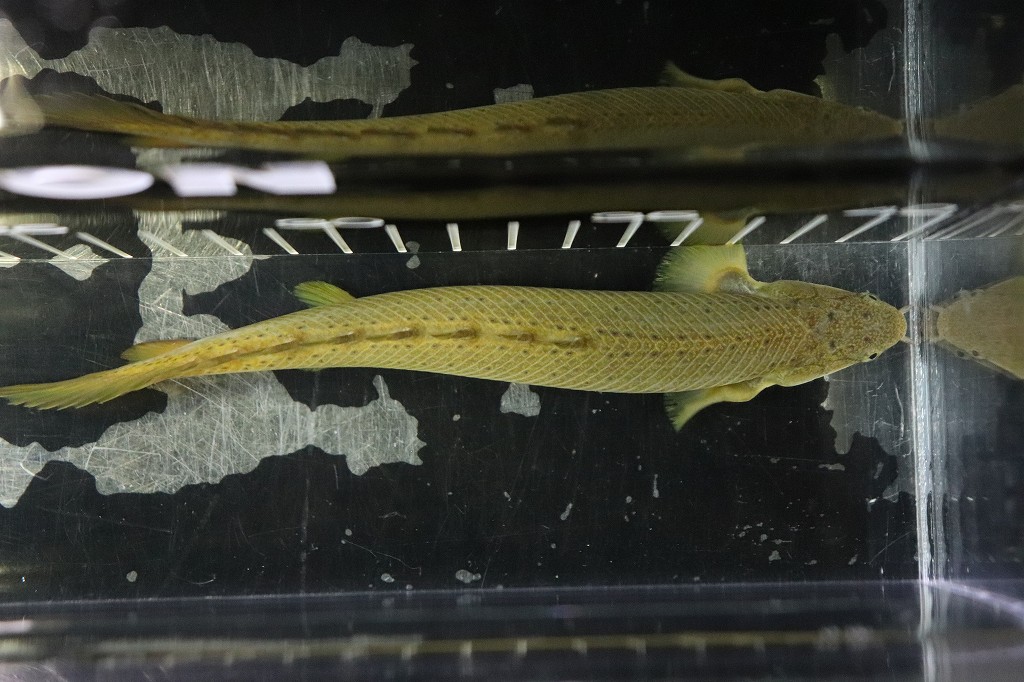 淡水魚 新種 ハイブリッド ポリプテルス セネガルス レトロピンニス １匹サンプル画像 13 15cm 生体 淡水 Nko ペットバルーン ネットショップ