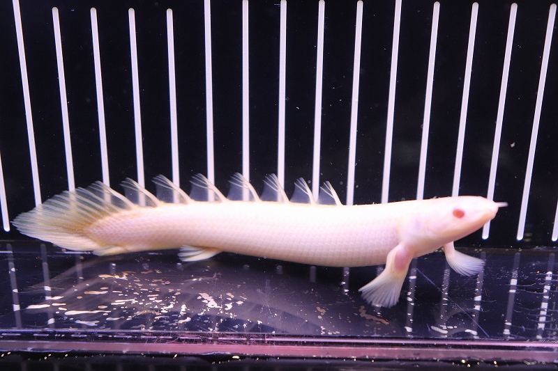 淡水魚 ポリプテルス アルビノセネガルス 1匹 生体 ポリプテルス 熱帯魚 Nko ペットバルーン ネットショップ