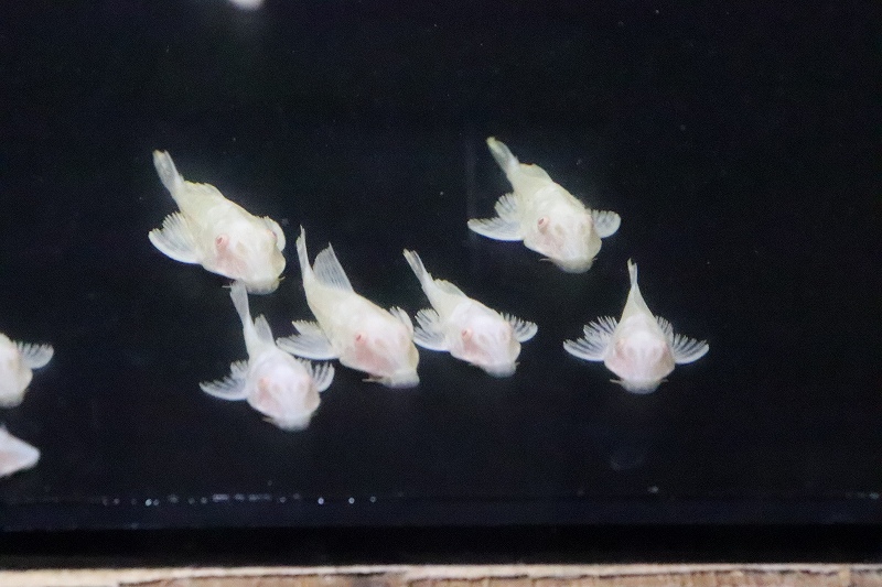 淡水魚】激安 アルビノマーブルセルフィンプレコ【1匹 サンプル