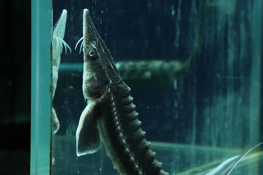 淡水魚 ハイブリッド アムールチョウザメ ベステルチョウザメ 1匹 11 13cm 大型魚 生体 熱帯魚 Nkｏ ペットバルーン ネットショップ