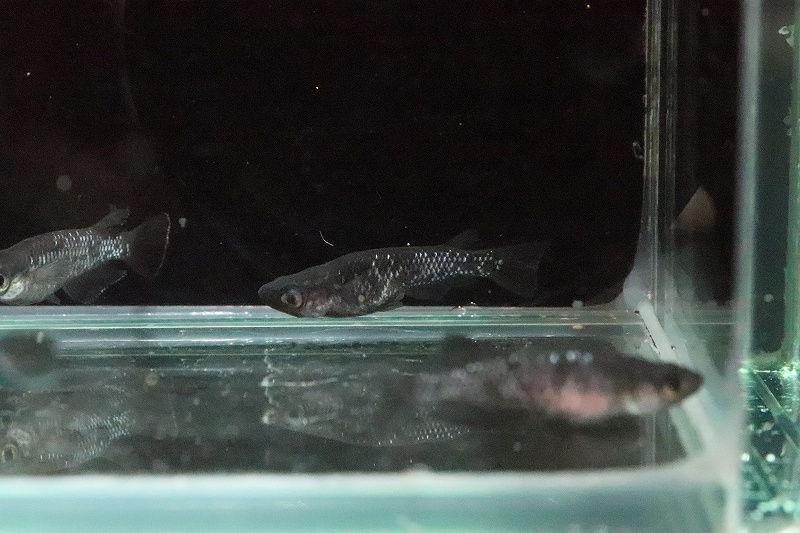 淡水魚 極上 ブラックダイヤメダカ オロチラメ １匹 変わりメダカ 生体 淡水 Nkkm ペットバルーン ネットショップ