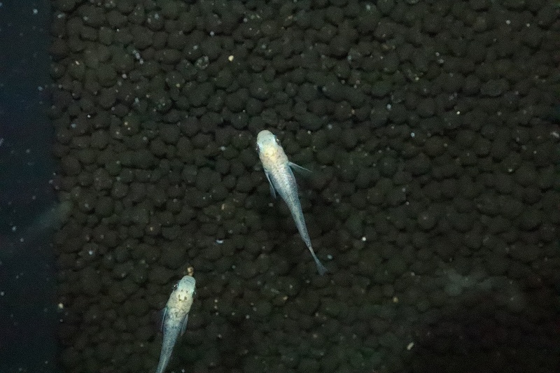淡水魚 白姫メダカ １匹 サンプル画像 変わりめだか 生体 淡水 ｎｋmk ペットバルーン ネットショップ