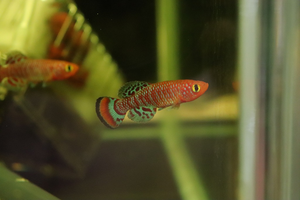 淡水魚 特価 のみ ノソブランキウス ラコビー ベイラ 1匹 サンプル画像 卵生メダカ 生体 熱帯魚 ｎｋ ペットバルーン ネットショップ