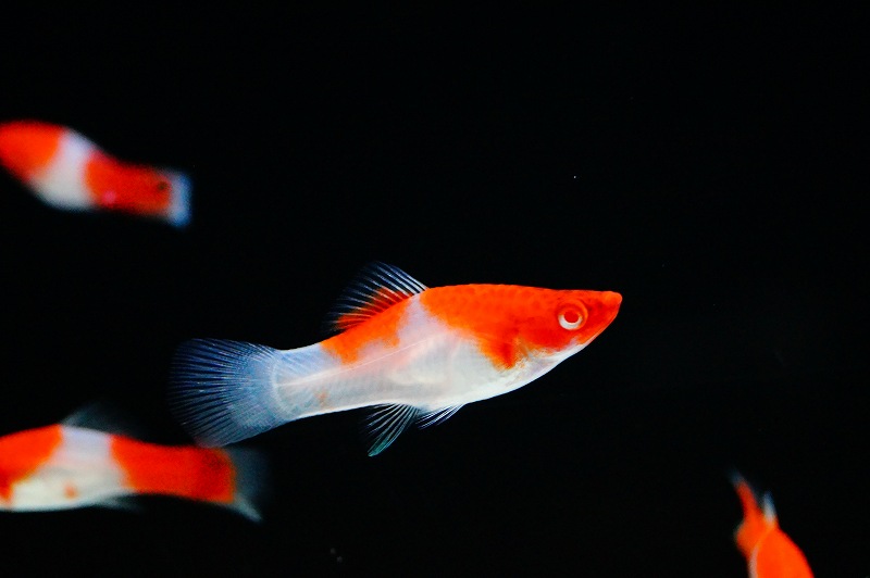 画像1: 【淡水魚】お取り寄せ 紅白ソードテール【5匹】（生体）【コイ科】（熱帯魚） (1)