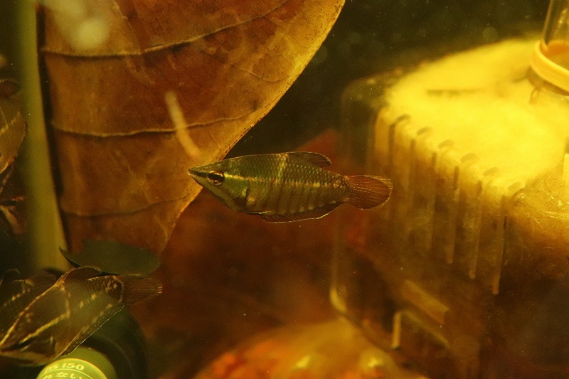 淡水魚 特価 スファエリクティス バイランティ ワイルド ゼブラチョコレートグラミー １匹サンプル画像 グラミー 生体 淡水 Nk ペットバルーン ネットショップ