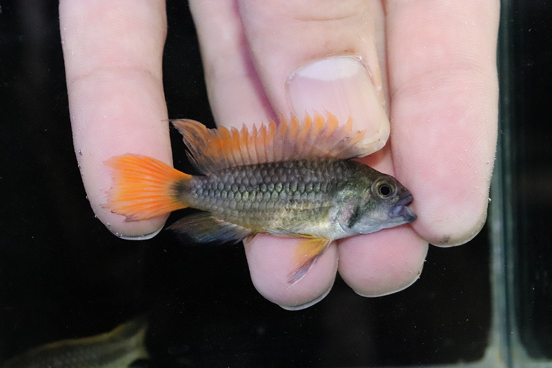 淡水魚】【通販】レア種 アピストグラマ カカトオイデス メガオレンジ ...