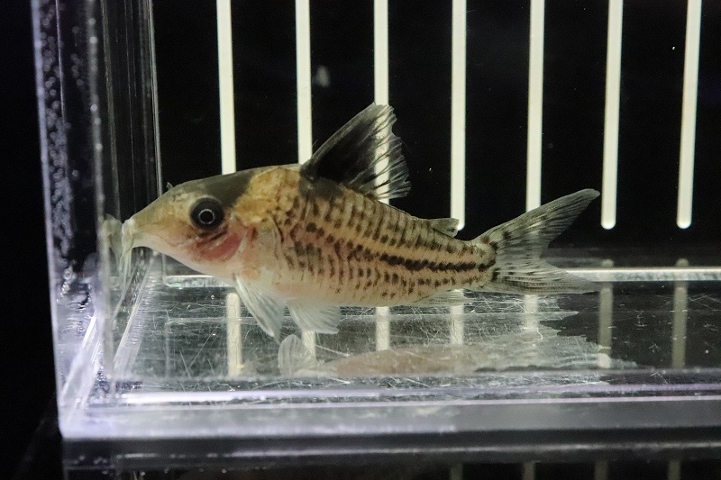 第1位獲得 淡水魚 激安 インコリカーナ ペペリア ワイルド 個体販売 7cm コリドラス コリドラス 観賞魚生体 Maeteep Ngao Go Th