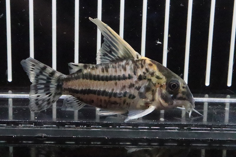 淡水魚 大特価 コリドラス スーパーシュワルツィ ラブレア産 ワイルド 1匹 サンプル画像 5 6cm 生体 淡水 Nkcr ペットバルーン ネットショップ