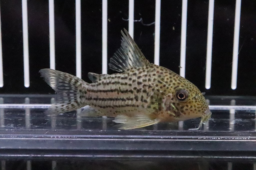 淡水魚 コリドラス エベルシー ゴイヤス産 ワイルド 1匹 サンプル販売画像 5cm コリドラス 生体 熱帯魚 Nkｃｒ ペットバルーン ネットショップ