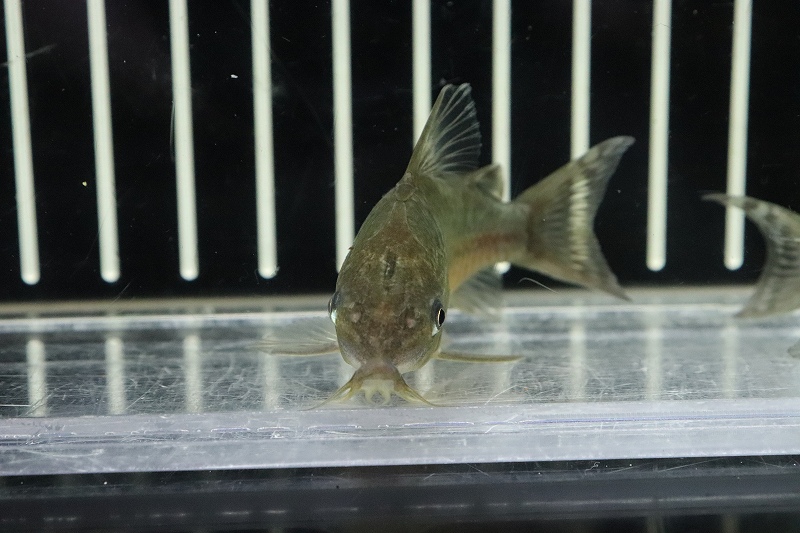 SALE／62%OFF】 熱帯魚 コリドラス メリニ ワイルド １匹 北海道 九州航空便要保温 munozmarchesi.ar