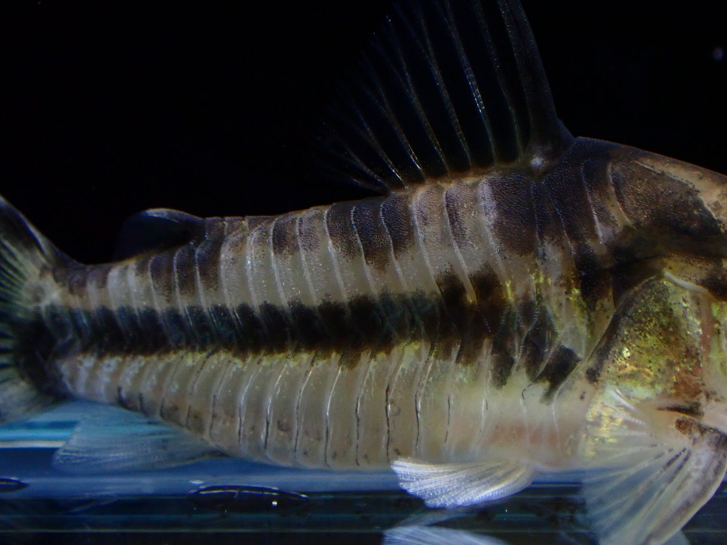 画像3: 【淡水魚】【通販】激レア 5年ぶりに入荷 コリドラス ボエセマニー スリナムリバー産 ワイルド【1匹 サンプル画像】(±5cm)(生体)(熱帯魚)NKCR (3)