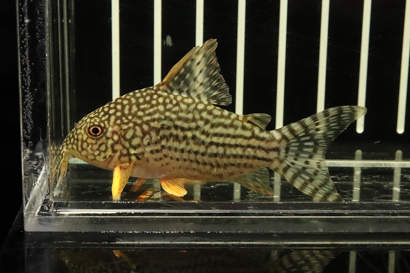 淡水魚 レア種 コリドラス ステルバイii ワイルド 6cm 1匹 生体 コリドラス 熱帯魚 Nkcr ペットバルーン ネットショップ