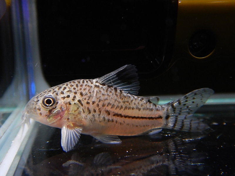 淡水魚 あまりない産地 コリドラス ジュリー コロンビア産 ワイルド 4cm 1匹 生体 コリドラス 熱帯魚 Nkcr ペットバルーン ネットショップ