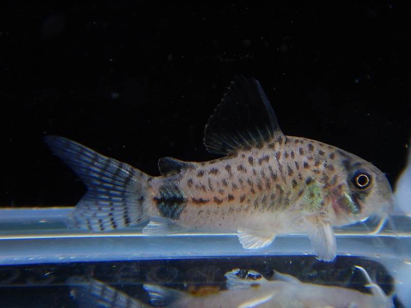 淡水魚 ハイブリット コリドラス ジュリパン ジュリー パンダ 3cm 1匹 生体 コリドラス 熱帯魚 Nkcr ペットバルーン ネットショップ