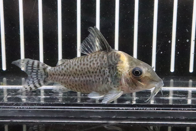 淡水魚】ブラジル便 コリドラスspロンドニア州 ワイルド【1匹】(±6-7cm)（生体）(コリドラス)（熱帯魚）NKCR - ペットバルーン  ネットショップ