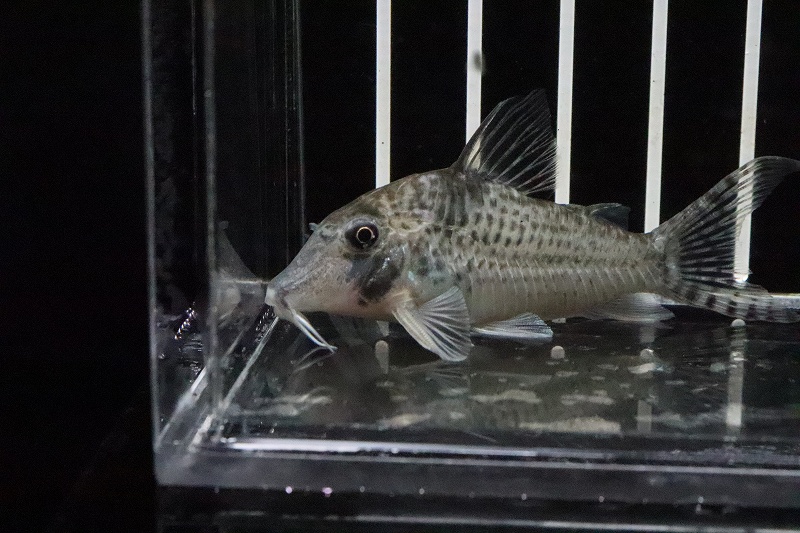 淡水魚】コリドラス ロングノーズ トカンチーニョ トカンチンス