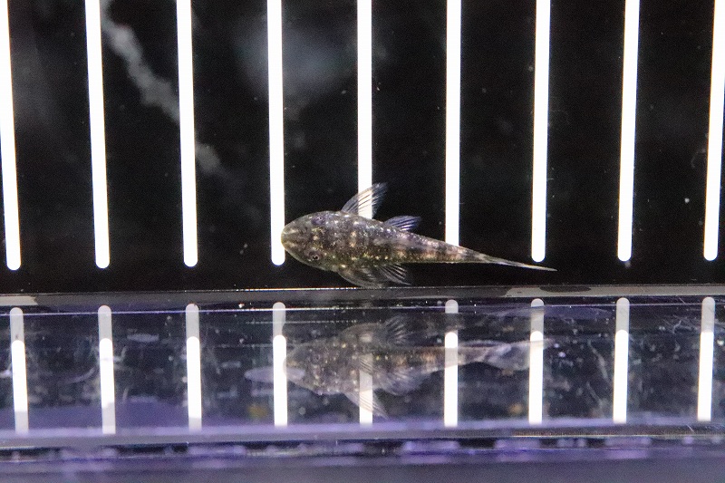 淡水魚】激安 激レア パラオトシン スピロソーマ ワイルド【1匹 サンプル画像】（生体）【オトシン】（熱帯魚） - ペットバルーン ネットショップ