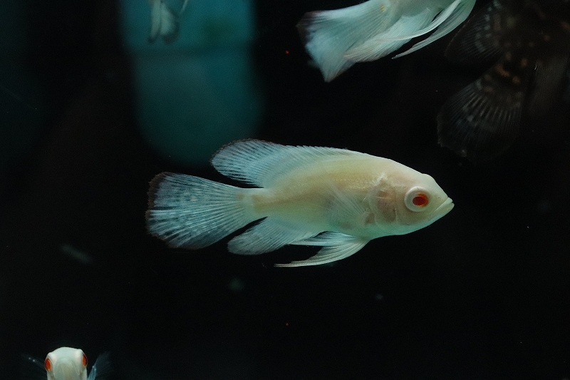 淡水魚】レア種 ロングフィン アルビノパターンレスオスカー【1匹 サンプル画像】(±5cm)(大型魚)(生体)(熱帯魚)NKO - ペットバルーン  ネットショップ
