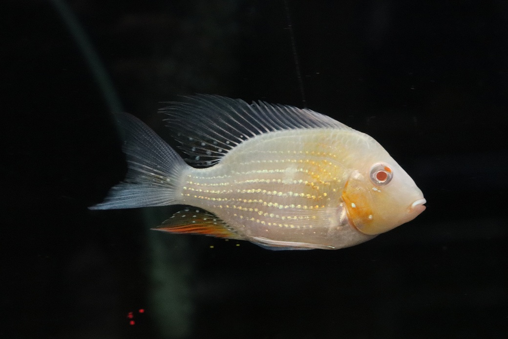 淡水魚】【通販】激安 大きめ ショートボディ アルビノヘッ