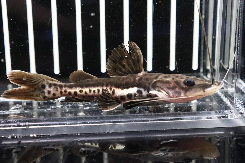 淡水魚 珍種 ハイブリッド レッドテールタイガーシャベルノーズキャット 1匹 4 5cm 生体 大型魚 熱帯魚 Nko ペットバルーン ネットショップ