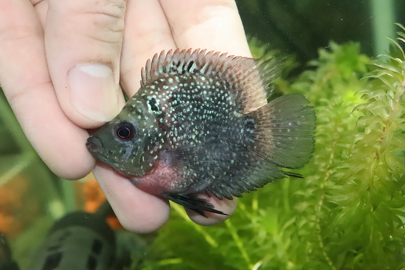 淡水魚 珍種 キリンパロット 1匹 6cm 大型魚 生体 淡水 Nko ペットバルーン ネットショップ